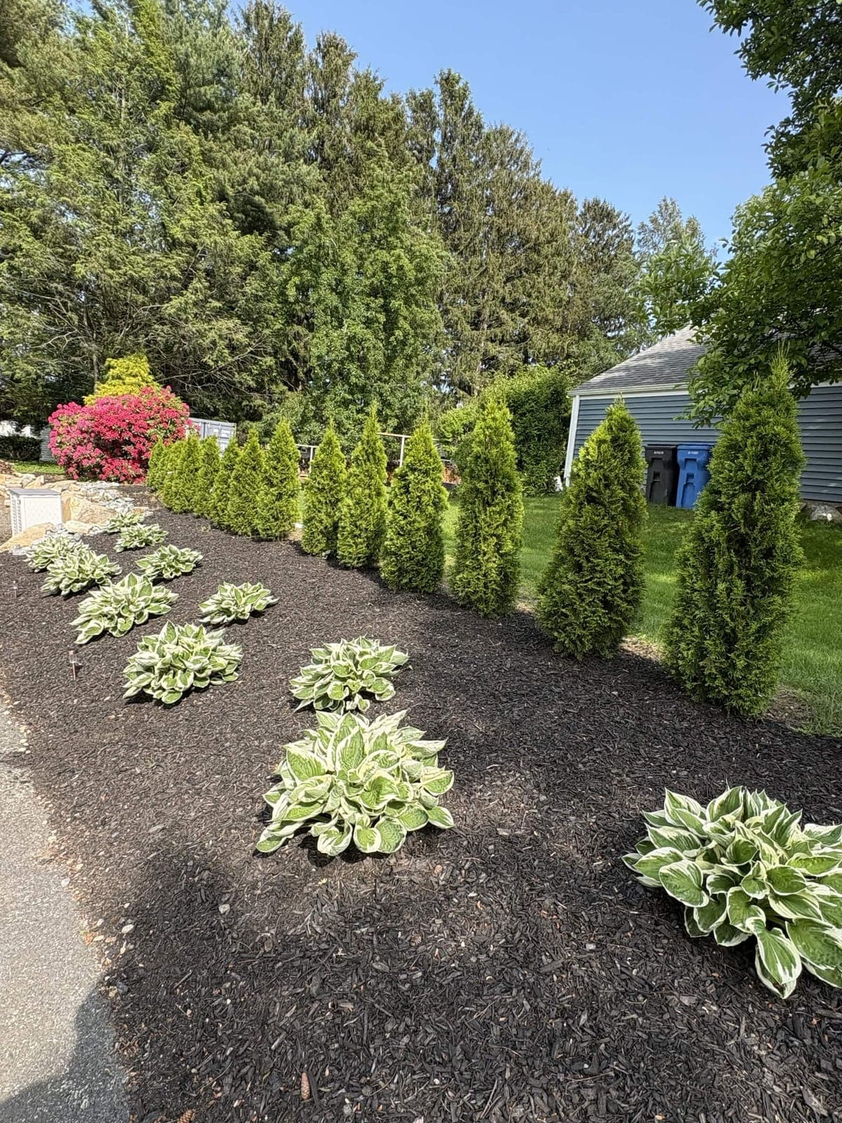 Woodland Path & Ferns — photo 3 of 4